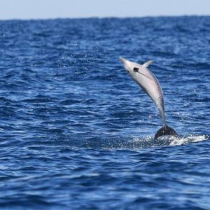 dauphins martinique