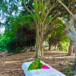 Massage à la forêt à Sainte Luce ou à domicile secteur sud - Accessible