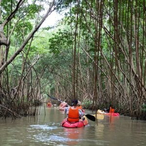 Kayak dans la mangrove aux Trois Îlets – Parcours en autonomie